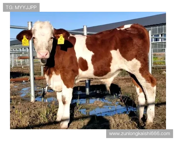 深入了解尊龙凯时游戏论坛带给玩家的多样体验